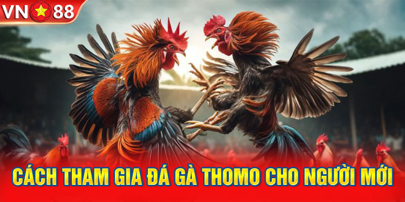 Cách tham gia đá gà thomo cho người mới