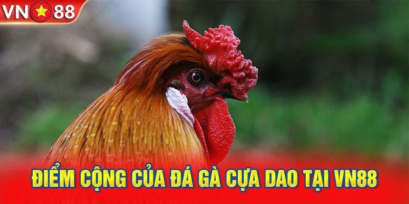 Điểm cộng của đá gà cựa dao tại VN88