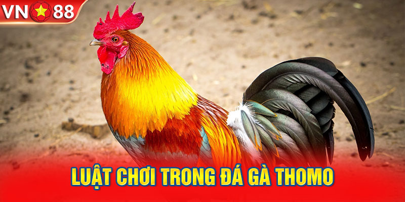 Luật chơi trong đá gà thomo