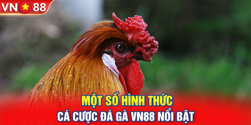 Một số hình thức cá cược đá gà VN88 nổi bật