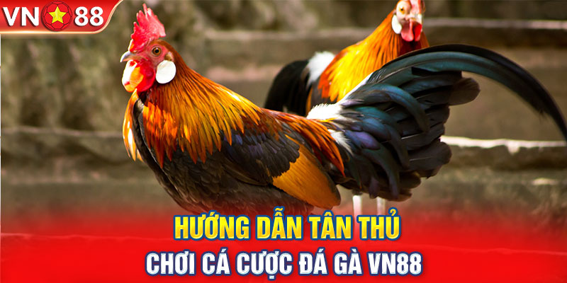 Hướng dẫn tân thủ chơi cá cược đá gà VN88